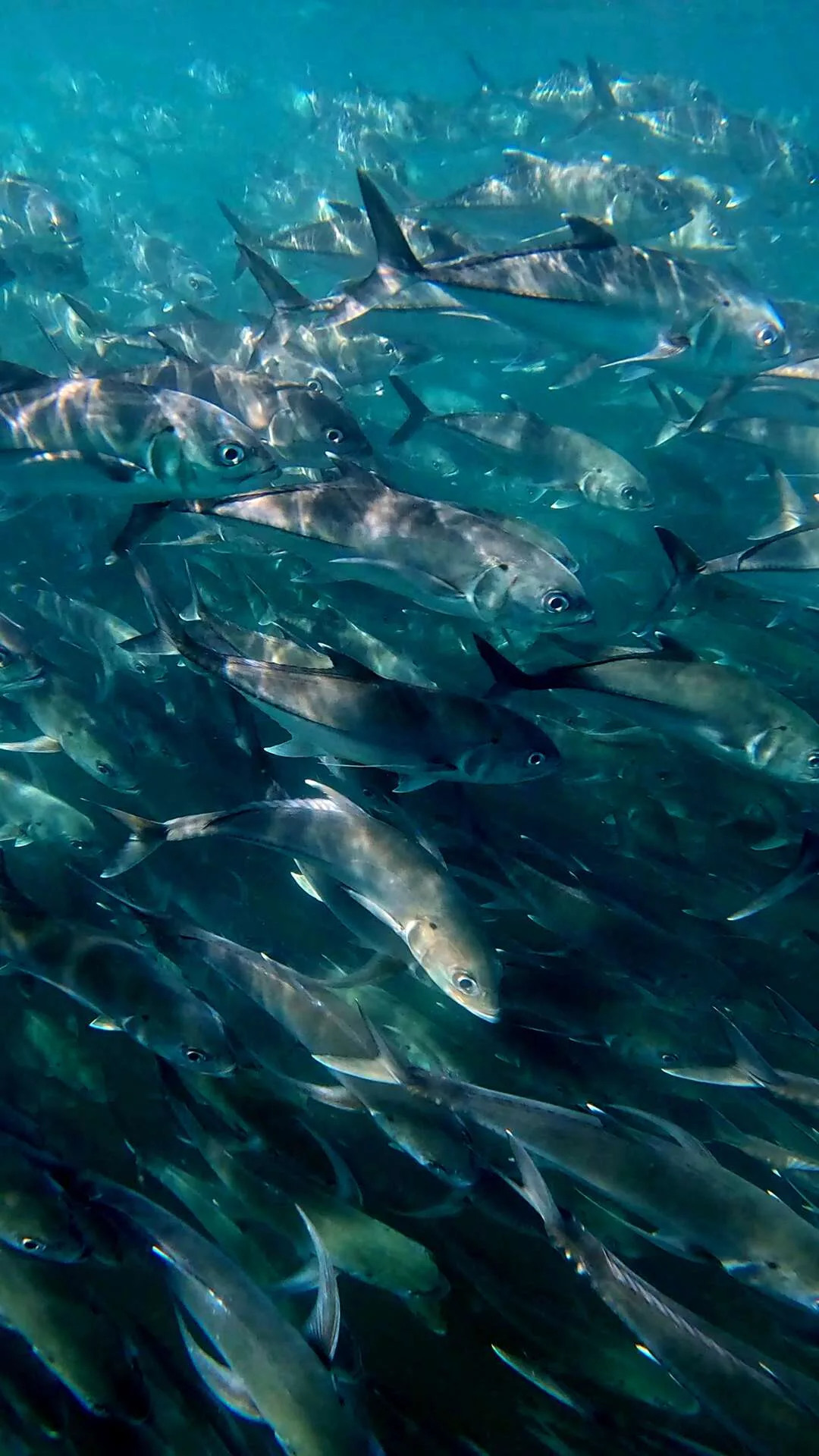 Snorkeling au parc national de Cabo Pulmo