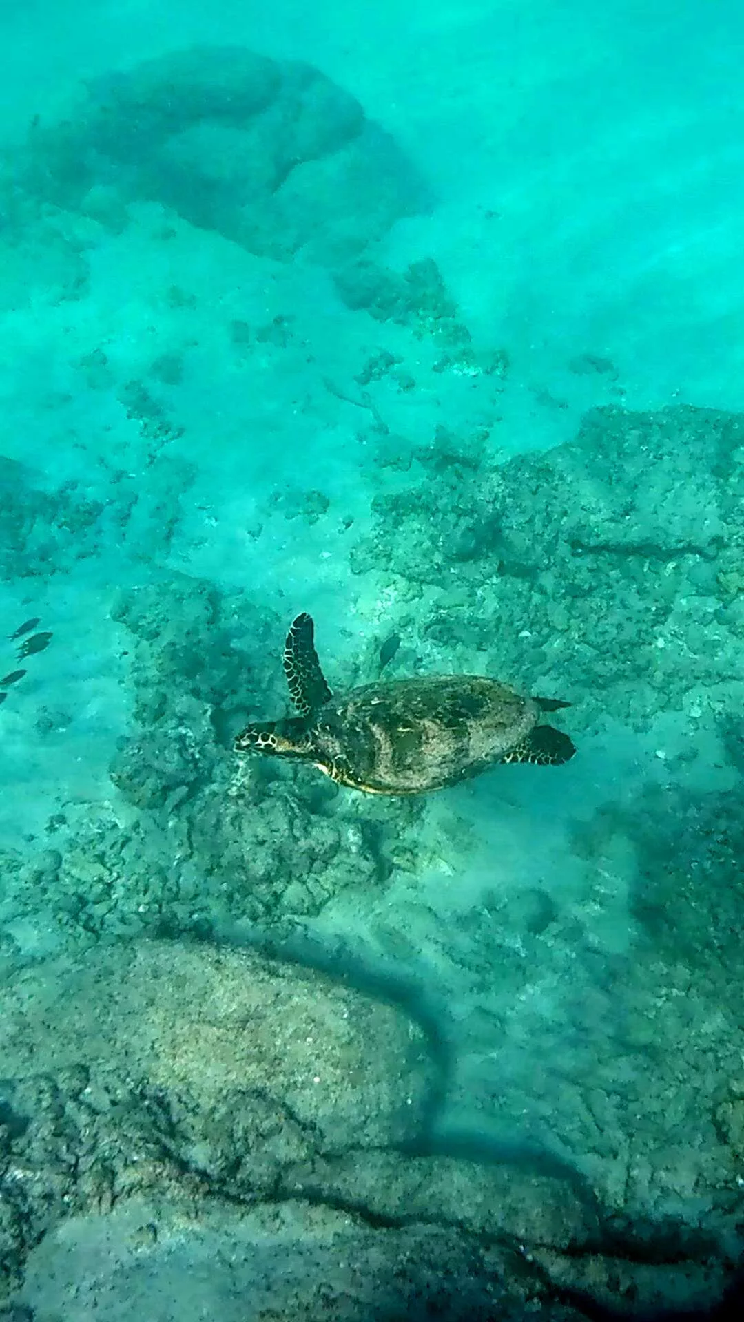 Snorkeling au parc national de Cabo Pulmo