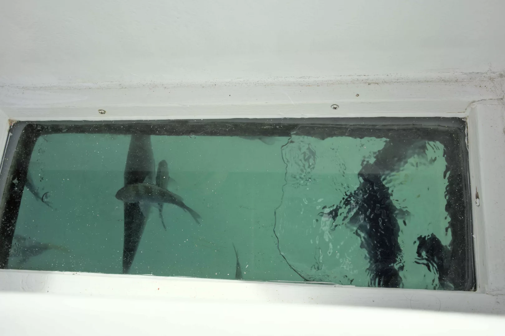 Observation des baleines à bosse, de l'arche et des formations rocheuses