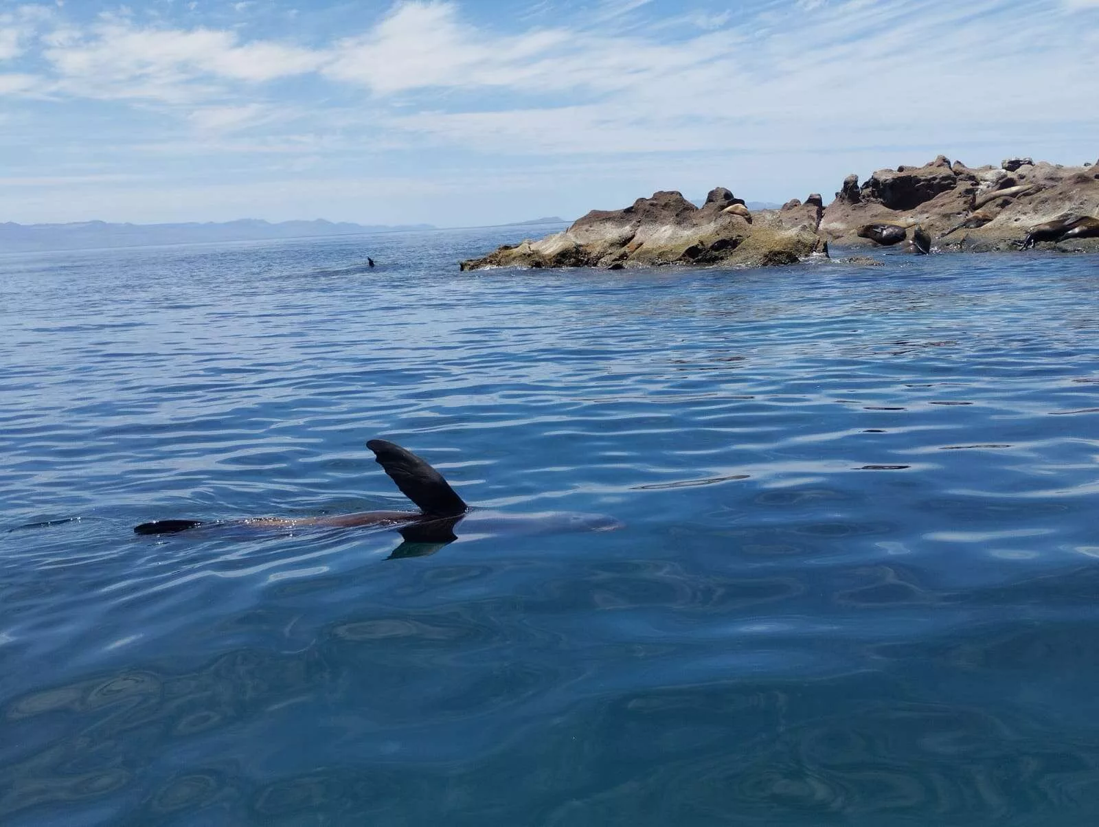 Île Espiritu Santo et nager avec les lions des mers
