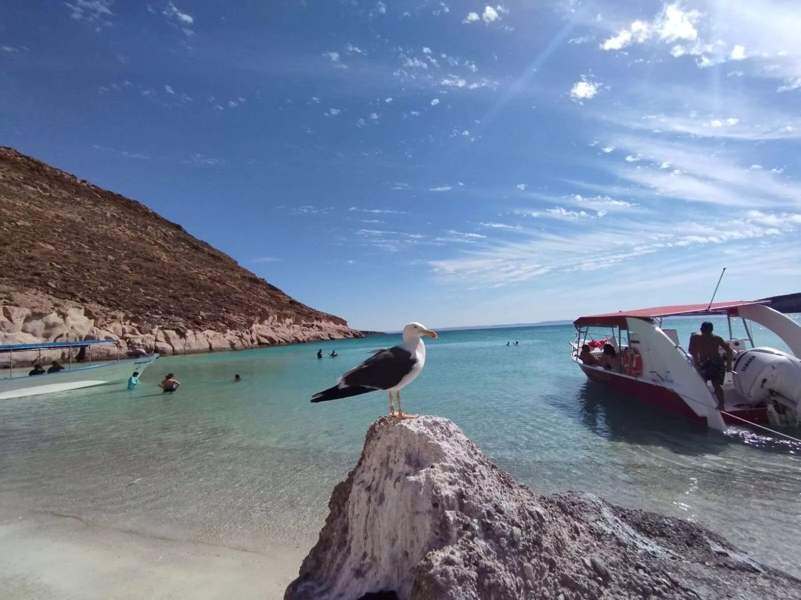 Île Espiritu Santo et nager avec les lions des mers