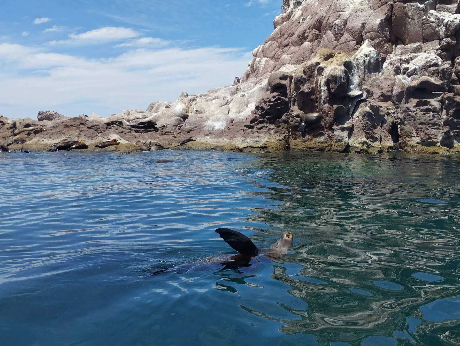 Île Espiritu Santo et nager avec les lions des mers