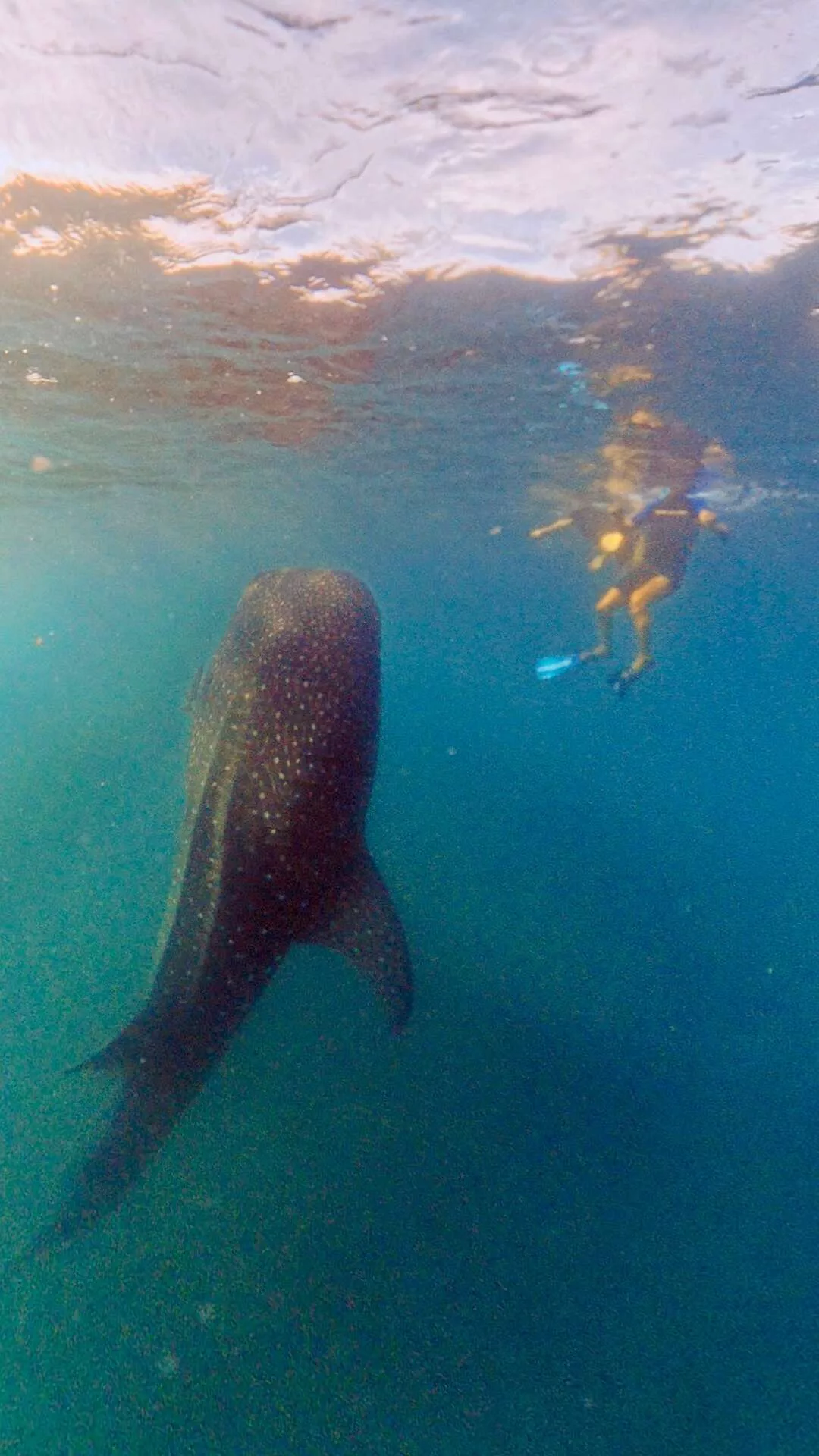 Nager avec les requins-baleines