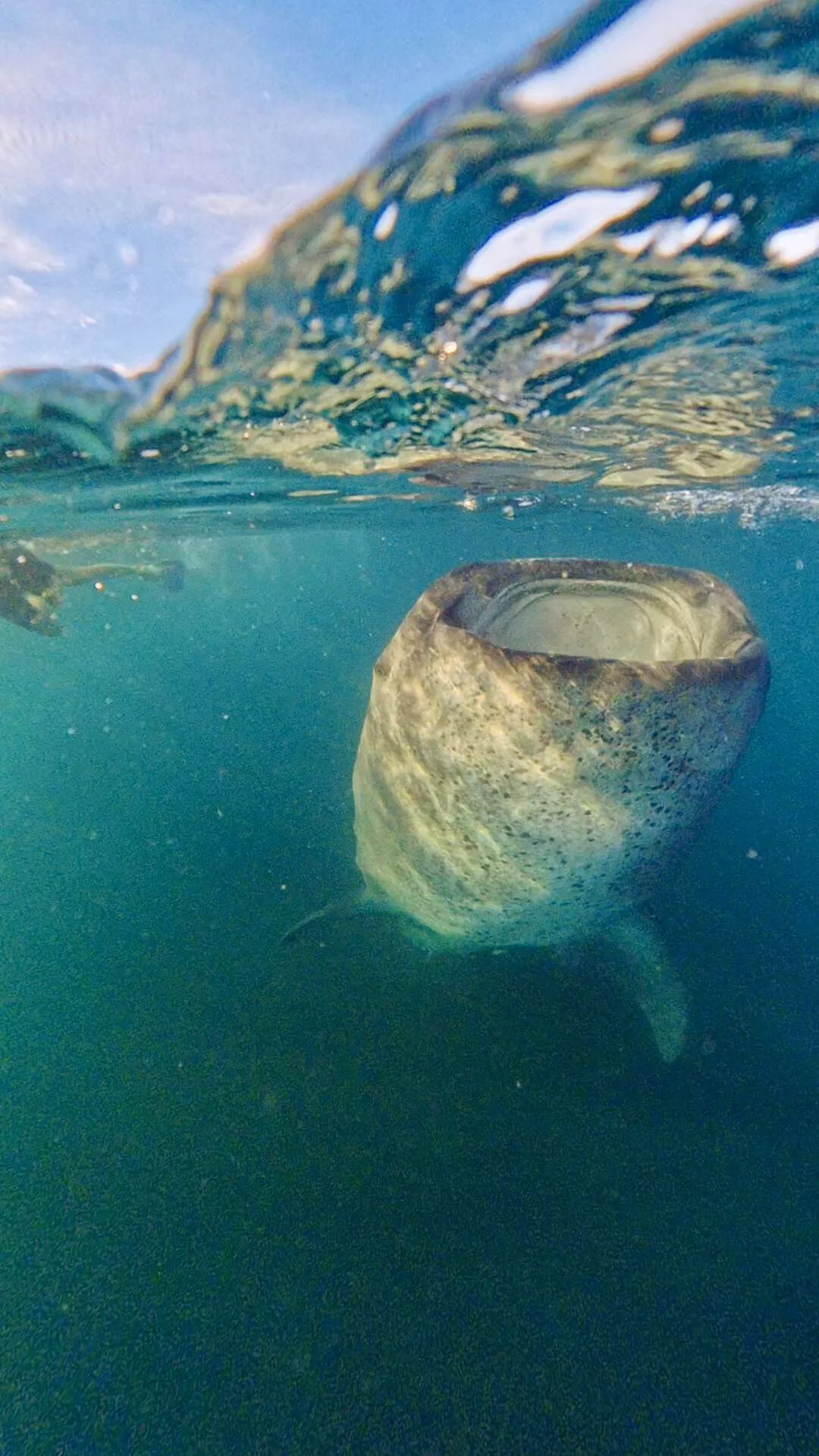 Nager avec les requins-baleines