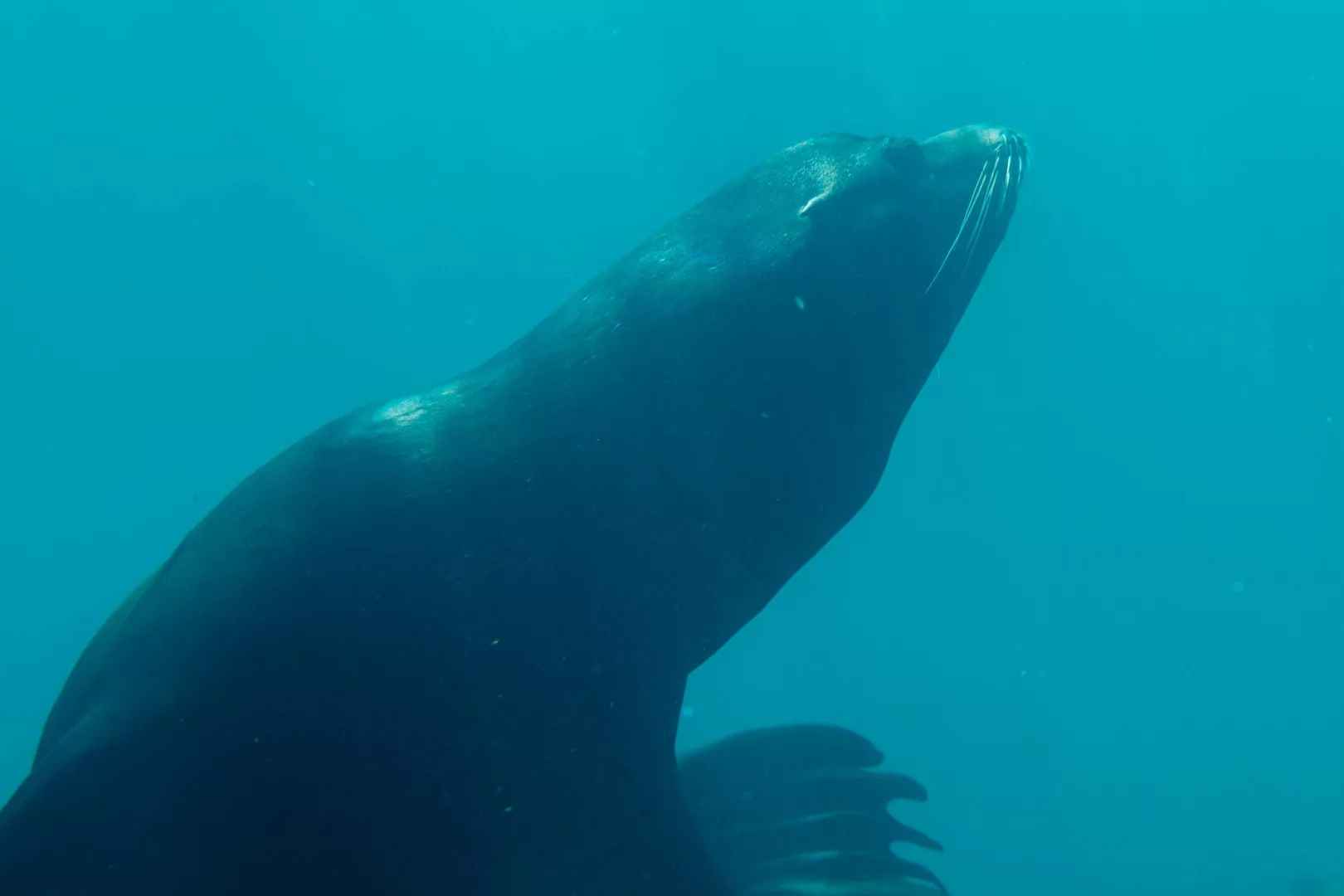Île Espiritu Santo et nager avec les lions des mers