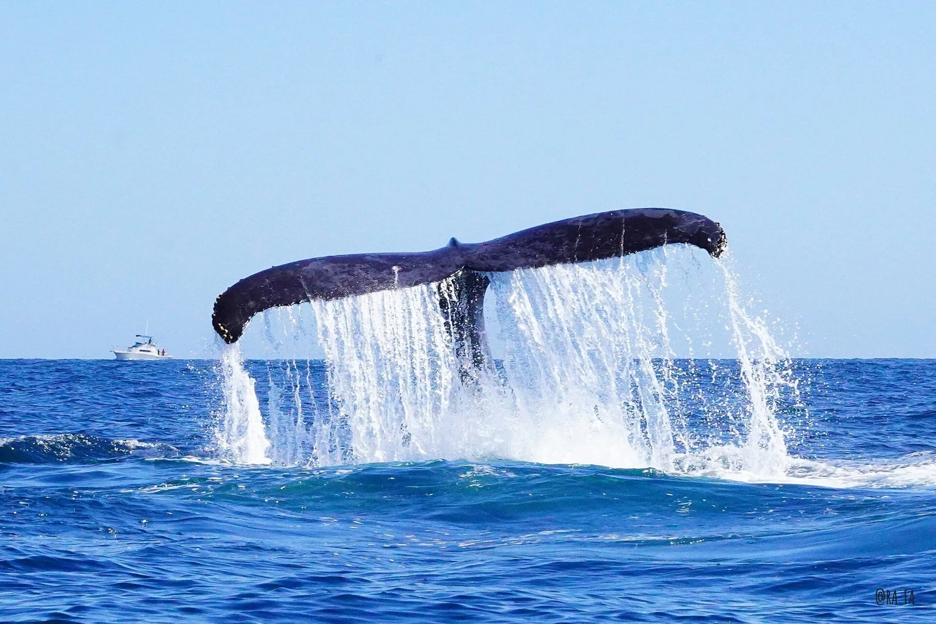 Queue de baleine à bosse